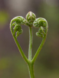 Bracken Fern Unfolding