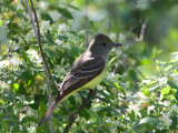 Great Crested Flycatcher