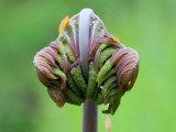 Royal Fern Unfolding