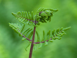 Royal Fern Fertile Frond Unfolding