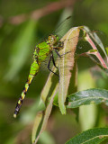 Eastern Pondhawk Dragonfly