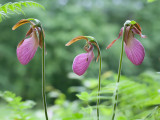 Pink Ladys Slipper Orchids