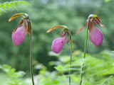 Pink Lady's Slipper Orchids