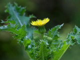 Spiny-leaved Sow Thistle