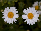 Chamomile
