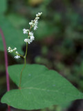 Buckwheat