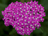 Yarrow