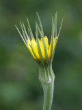 Goatsbeard Partially Open