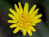 Goatsbeard