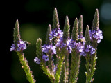 Blue Vervain