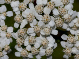 Yarrow