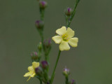 Yellow Flax