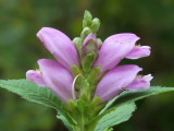 Red Turtlehead