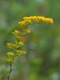 Gray Goldenrod