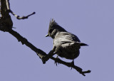 Phainopepla (female)