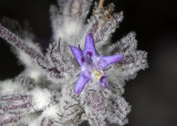 Desert Lavender (<em>Hyptis emoryi</em>)