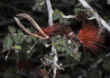 Fairyduster (<em>Callandra eriophylla</em>)