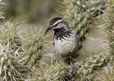 Cactus Wren