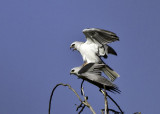 White-tailed Kite