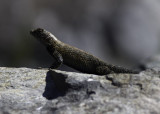 Granite Spiny Lizard  (<em>Sceloporus orcutti orcuttii</em>)