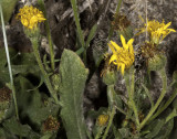 Telegraph Weed (<em>Heterotheca grandiflora</em>)