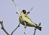 Lawerences Goldfinch