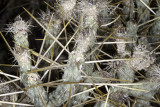 Pencil Cholla (<em>Cylindropuntia ramosissima</em>)