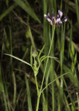 Tomcat Clover  (<em>Trifolium willdenovii</em>)