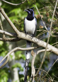 Black-Throated Magpie Jay