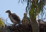 Red-tailed Hawk - chicks