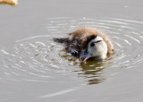 Wood Duck