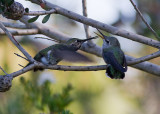Annas Hummingbird-mating sequences