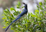 Black-Throated Magpie Jay