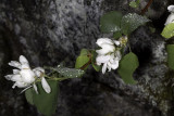 Utah Service-berry (<em>Amelanchier utahensis</em>)