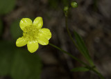 California Buttercup (<em>Ranunculus californicus</em>)