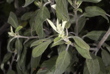 California Coffeeberry (<em>Rhamnus californica</em>)