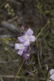 Checkerbloom (<em>Sidalcea sparsifolia)</em>)
