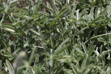 Coulter Lupine (<em>Lupinus sparsiflorus</em>)