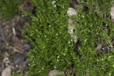 Moss Bedstraw (<em>Galium andrewsii</em>)