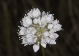 Globe Gilia (<em>Gilia capitata abrotanifolia</em>)