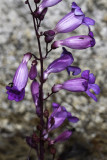 Showy Penstemon (<em>Penstemon spectabilis</em>)