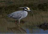 Yelllow-crowned Night Heron