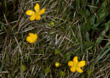 California Buttercup (<em>Ranunculus californicus</em>)
