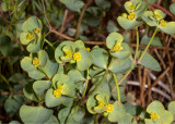 Chinese Caps  (<em>Euphorbia crenulata</em>)