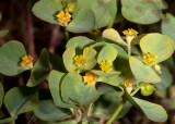 Chinese Caps (Euphorbia crenulata)