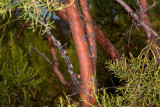 Red Shank (<em>Adenstoma sparsifolium</em>)