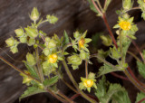 Sticky Cinquefoil (<em>Potentilla glandulosa reflexa</em>)