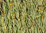 Salty Susan (<em>Jaumea carnosa</em>)