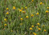 Salty Susan (<em>Jaumea carnosa</em>)