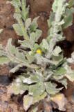 Telegraph Weed (<em>Heterotheca grandiflora</em>)